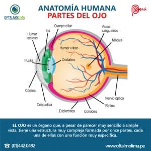 La anatomía humana – Partes del ojo